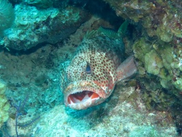 78 Tiger Grouper IMG 3819